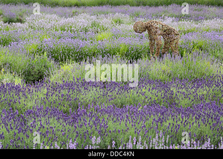 fields of lavender at the norfolk lavender farm at heacham norfolk Stock Photo