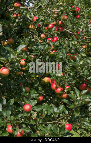 An apple tree in ripe red fruit, variety Discovery, in a country garden Stock Photo