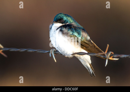 Tree Swallow (Tachycineta bicolor) Perched on wire showing beautiful green and blue colors, in the early morning light Stock Photo