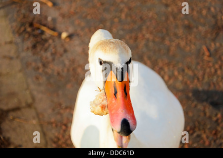 Mute swan face Stock Photo