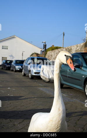 Mute swan face Stock Photo