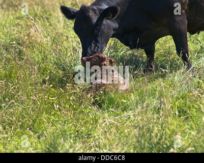 dh  COWS UK Aberdeen Angus crossbreed cow licking newly born calf newborn new birth animal britain Stock Photo