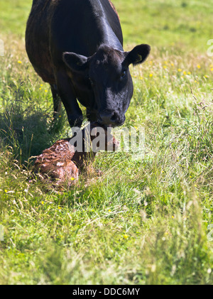 dh  COWS UK Aberdeen Angus crossbreed cow licking newly born calf newborn birth Stock Photo