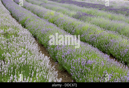 fields of lavender at the norfolk lavender farm at heacham norfolk Stock Photo