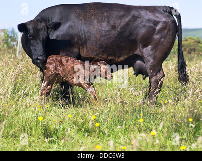 dh  COWS UK SCOTLAND Aberdeen Angus crossbreed cow getting newly born calf to stand up newborn standing baby birth Stock Photo