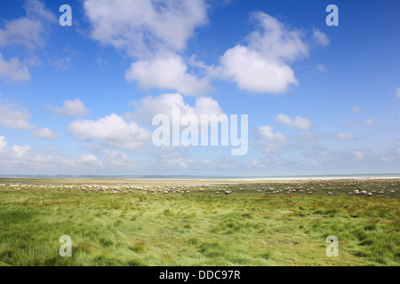 A lot sheep on the beautiful green meadow Stock Photo