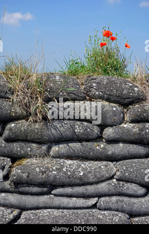 Poppies growing on sandbags of First World War One trench at WWI battlefield in West Flanders, Belgium Stock Photo