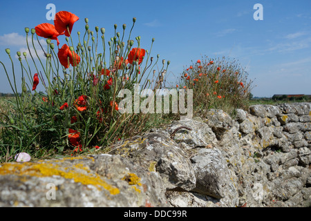 Poppies growing on sandbags of First World War One trench at WW1 battlefield in West Flanders, Belgium Stock Photo