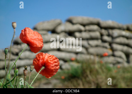Poppies growing on sandbags of First World War One trench at WW1 battlefield in West Flanders, Belgium Stock Photo