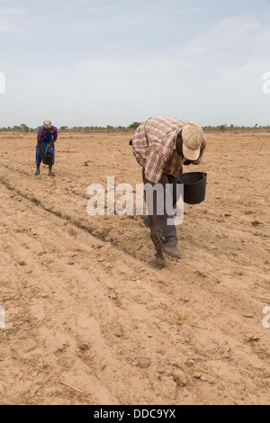 Millet Cultivation. Spreading Compost Fertilizer by Hand, the old, back-bending, labor-intensive way. Kaolack, Senegal. Stock Photo