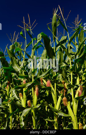 Crop of young corn ears with silk female inflorescence and male tassel flowers on top Ontario Canada farm field with blue sky Stock Photo