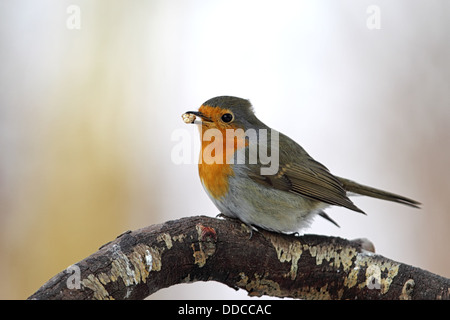 European Robin (Erithacus rubecula) sitting on a twig in winter. Stock Photo