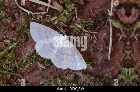 Common Wave Cabera exanthemata STUDIO Focus stacked Stock Photo