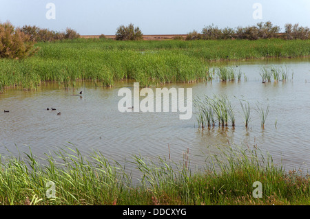 Marshes 'Lucio de las Gangas', Donana National Park, Huelva-province, Region of Andalusia, Spain, Europe Stock Photo