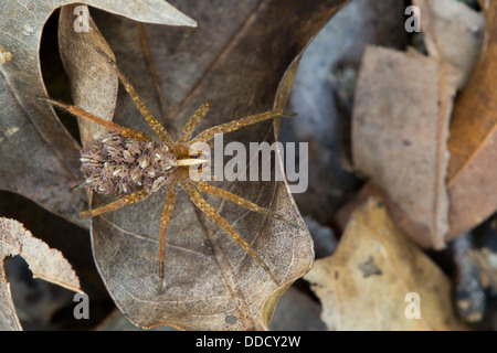 This is a female wolf spider carrying her young on her back. Stock Photo