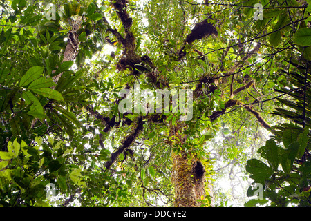 Looking upwards to the canopy of tropical rainforest in the Ecuadorian Amazon Stock Photo