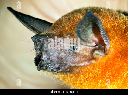 Greater Fishing Bat (Noctilio leporinus), Ecuador Stock Photo