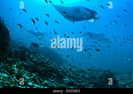 Giant manta rays approaching.Blue Magic cleaning station. Raja Ampat, Indonesia. Stock Photo