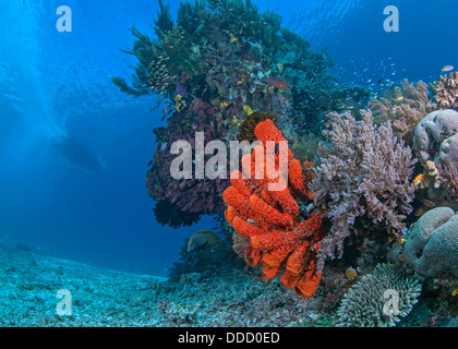 Shallow coral reef with bright orange tube sponges with speed boat in blue water background. Raja Ampat, Indonesia Stock Photo