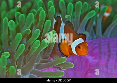 Orange clownfish on magnificent anemone. Stock Photo