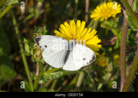 Small White. Pirris rapar (Pieridae) Stock Photo