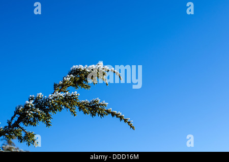 Frosty juniper branch at a clear blue sky. Stock Photo