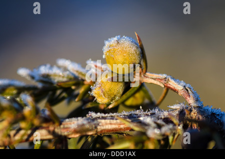 Juniper bush with frosty berries. Stock Photo