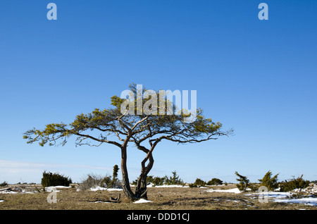 Solitaire pine tree in sunshine at early springtime. Stock Photo