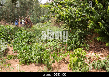 Wolof Women Drawing Water from a Well, to Water Garden Vegetables. Dialacouna Gardening Project, near Kaolack, Senegal. Stock Photo