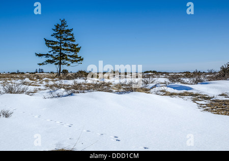 Lone spruce tree at the Great Alvar Plain located on the island Oland in south-eastern Sweden. Stock Photo