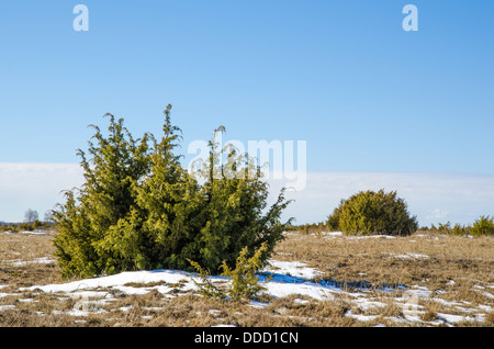 Juniperus bushes at the Great Alvar Plain located on the island Oland in south-eastern Sweden. Stock Photo