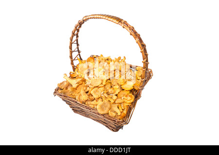 Busket of yellow chanterelle mushrooms isolated on white Stock Photo