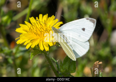 Small White. Pirris rapar (Pieridae), Stock Photo