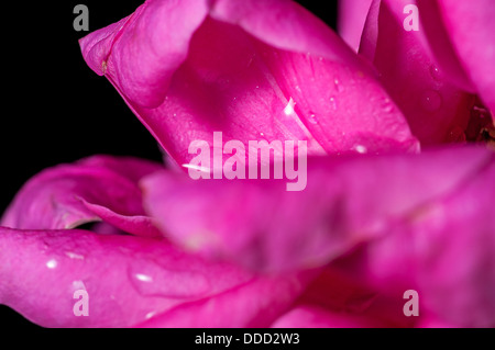 Close up, rose, water drop on petal, pink, inside, abstract, isolated on black Stock Photo