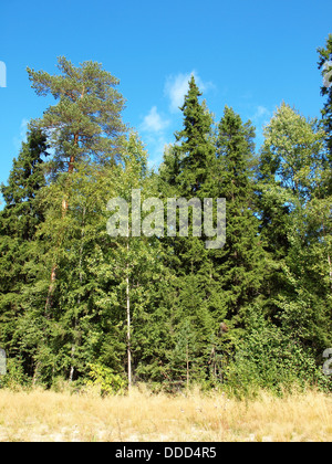 Wood in the spring. Karelia, Russia Stock Photo