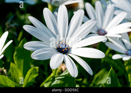 Osteospermum 'Sunny Cecil', African Daisy flowers, Cape Daisy Stock Photo
