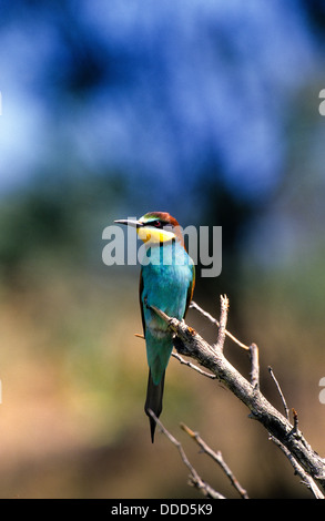 Bienenfresser, Merops apiaster, bee-eater Stock Photo