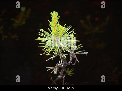 Green branch of pine-tree reflected in the water Stock Photo