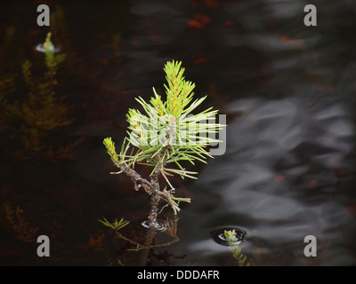 Green branch of pine-tree reflected in the water Stock Photo