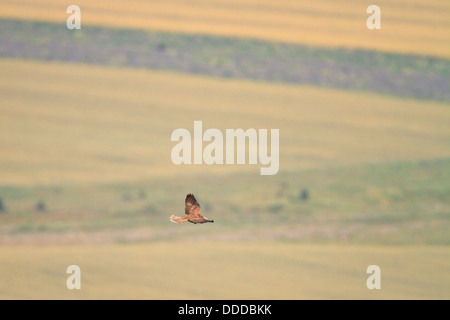 Young Saker Falcon (Falco cherrug) in flight. Bulgarian Saker Reintroduction Project. Central Balkan National Park. Bulgaria. Stock Photo