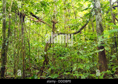Tangle of lianas in the rainforest understory, Ecuador Stock Photo