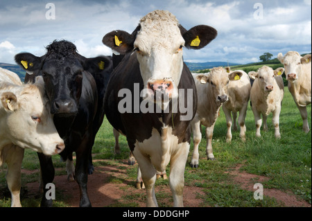 Healthy cattle in a field on a farm in Monksilver,Somerset,UK,in a badger cull test area.a UK countryside cows TB 'Bovine TB' Stock Photo