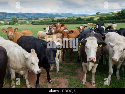 Healthy cattle in a field on a farm in Monksilver,Somerset,UK,in a badger cull test area.a UK countryside cows TB 'Bovine TB' Stock Photo