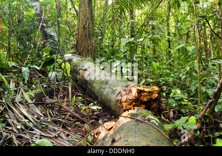 Fallen log on the rainforest floor, Ecuador Stock Photo