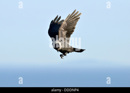 Jackdaw (Corvus monedula) in flight Stock Photo
