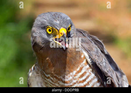 Roadside Hawk (Buteo magnirostris) in the Ecuadorian Amazon Stock Photo