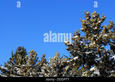 Tops of fir and pine trees covered in snow against clear blue sky. Stock Photo