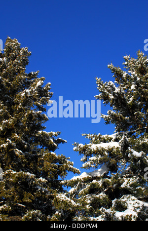 Tops of fir and pine trees covered in snow against clear blue sky with empty space in middle. Stock Photo