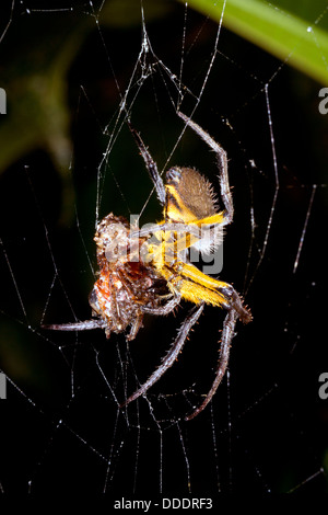 Amazonian orb-web spider eating a prey item at night, Ecuador Stock Photo