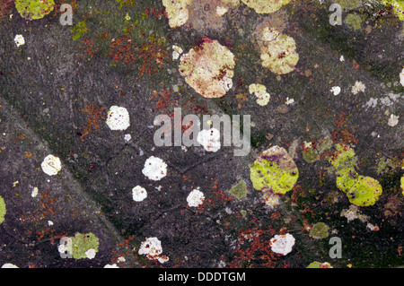 Lichen colonies on a tree trunk in Western Ecuador Stock Photo